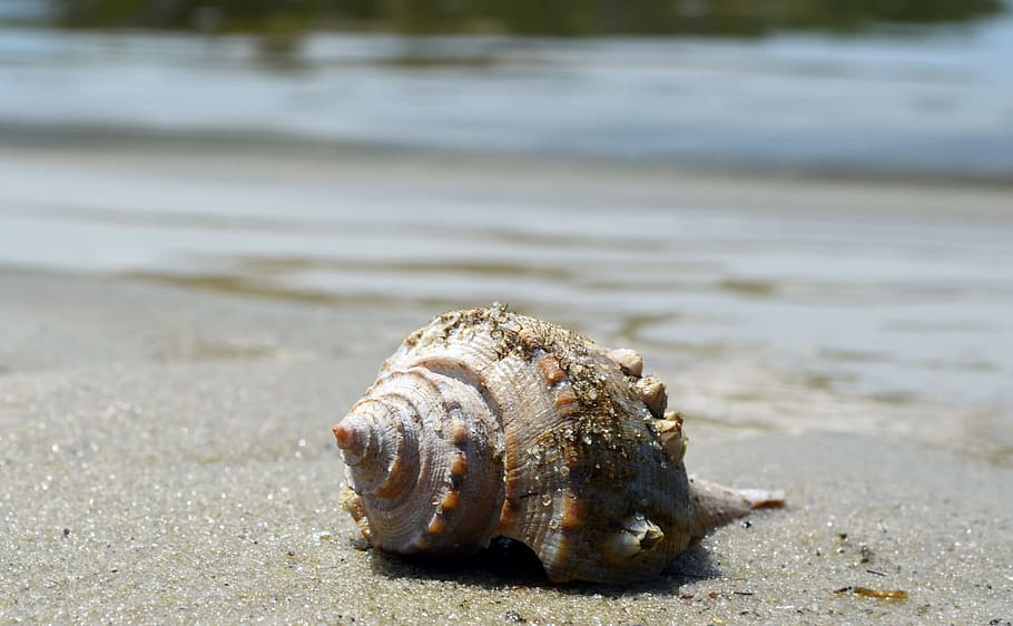 Isolated seashell on the beach looking into the ocean., conch shell HD wallpaper
