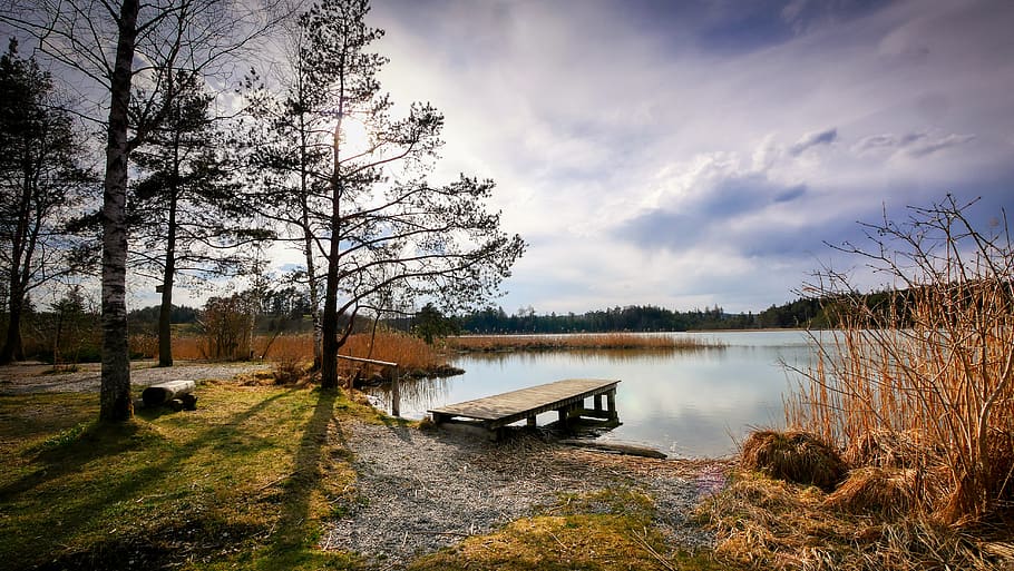 lake, tree, reed, backlighting, web, bank, landscape, nature HD wallpaper