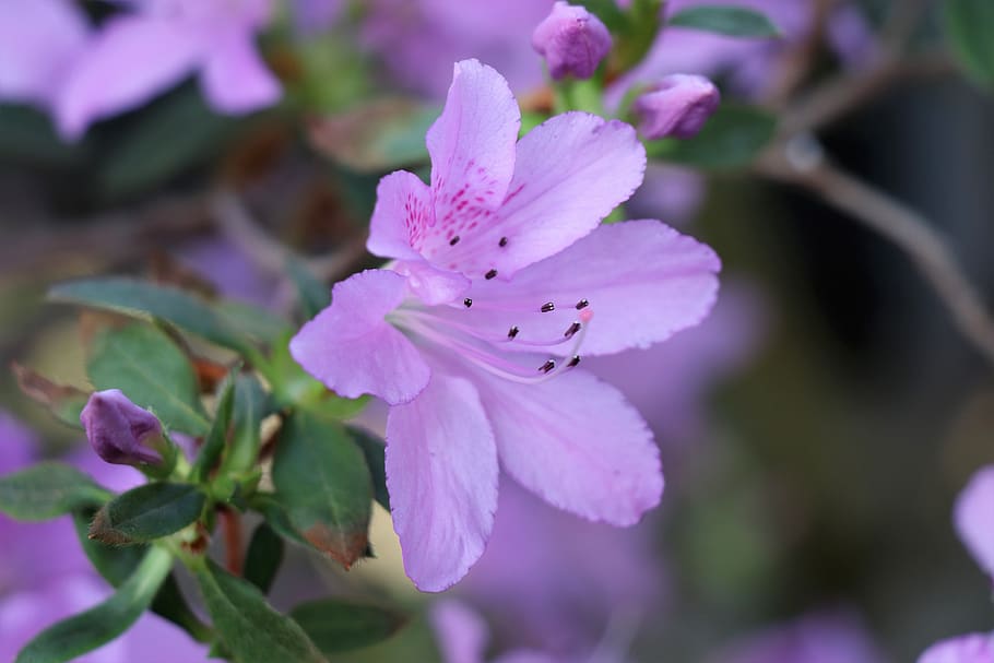 flower, azalea, lilac, spring, bloom, nature, flowers, garden HD wallpaper