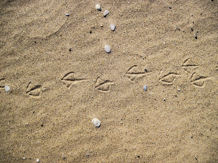 duck, seagull, sand, beach, tracks, michigan, land, nature HD wallpaper