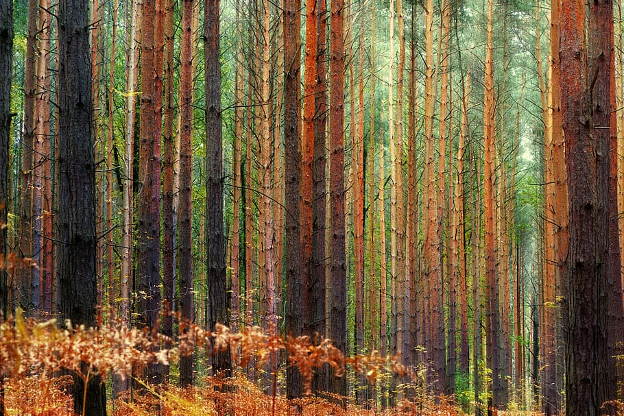 wood, tree, nature, background, pine, autumn, conifer, plant HD wallpaper