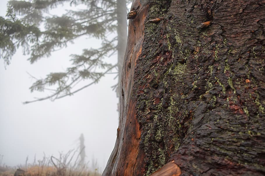 tree, autumn, forest, nature, october, the fog, tree trunk HD wallpaper