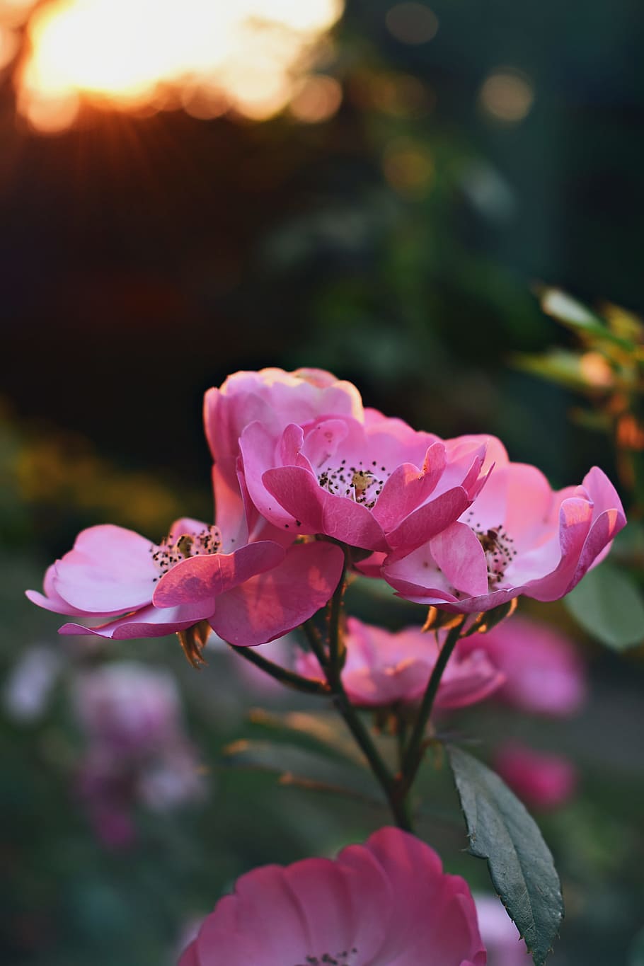 Selective Focus Photography of Pink Petaled Flower, background HD wallpaper