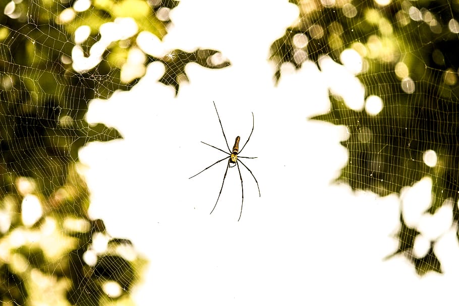 nature, plant, no people, arachnid, close-up, fragility, animal HD wallpaper