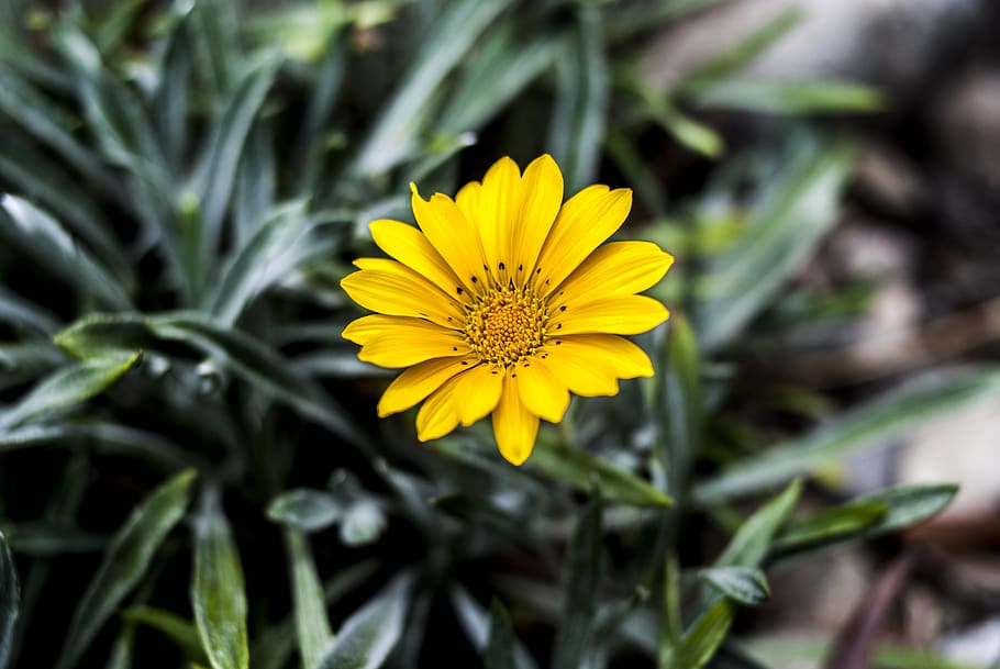 nature, plant, summer, leaf, yellow, flower, flowering plant HD wallpaper