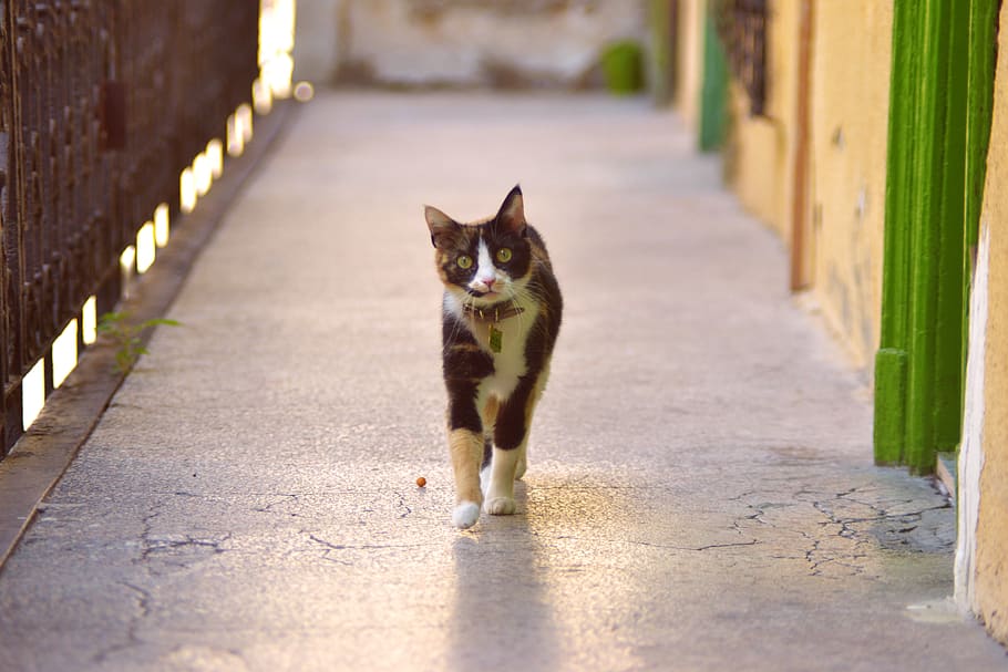 cat, kitten, walking, sneaking, one animal, domestic, pets HD wallpaper