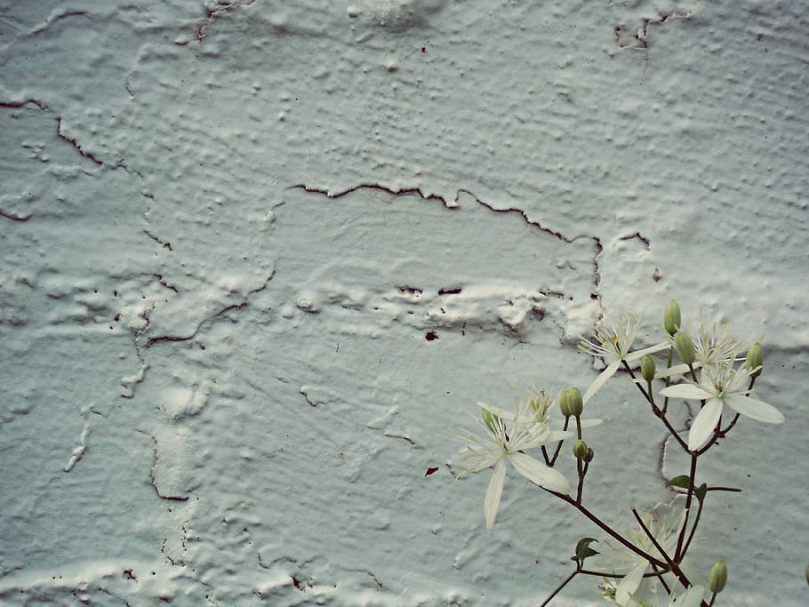 brick, painted, white, facade, flower, clematis, bud, bloom HD wallpaper