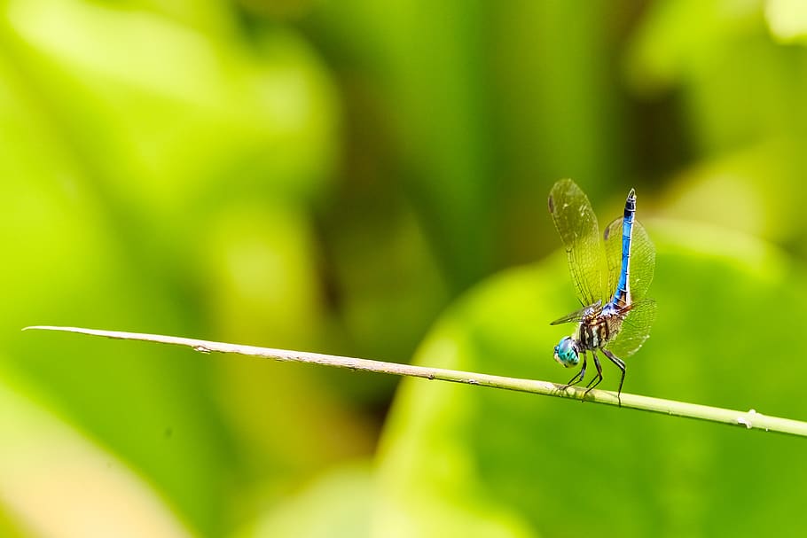 dragonfly, stick, nature, insect, animal, summer, wings, flower HD wallpaper