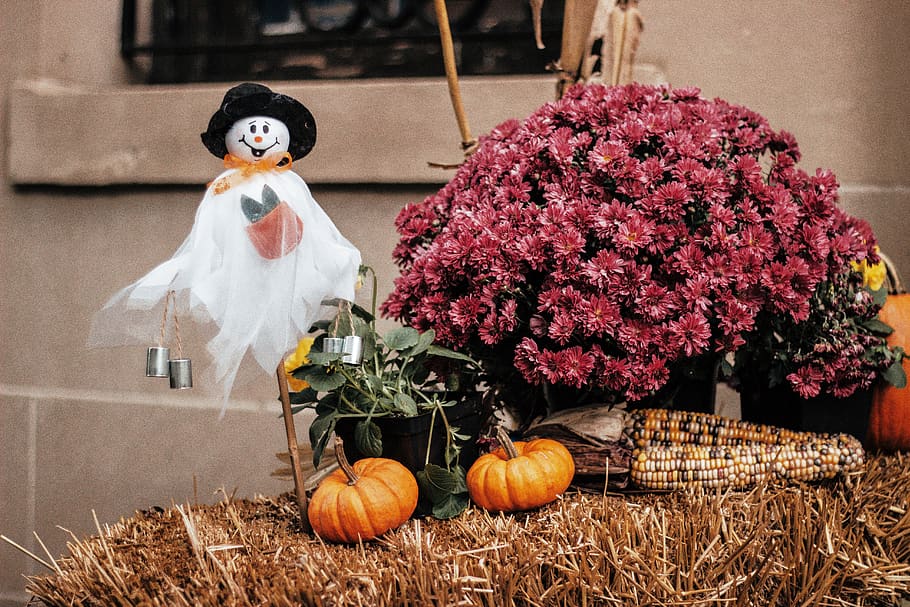 halloween, pumpkin, ghost, october, washington dc, representation HD wallpaper