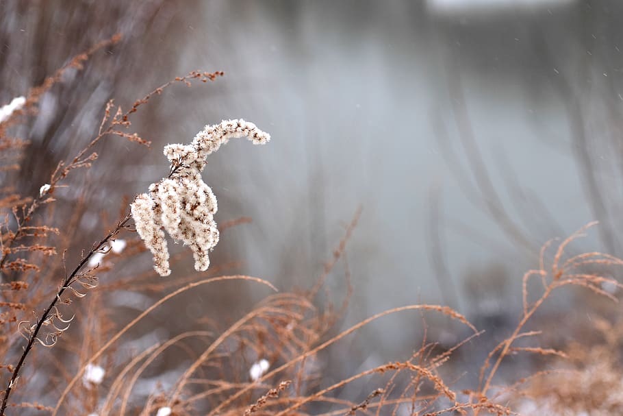 white flower during daytime, plant, cold temperature, focus on foreground HD wallpaper