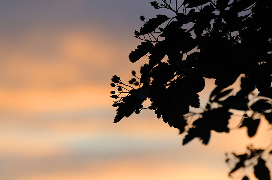 sky, silhouettes, dark, darkness, landscape, plant, sunset HD wallpaper