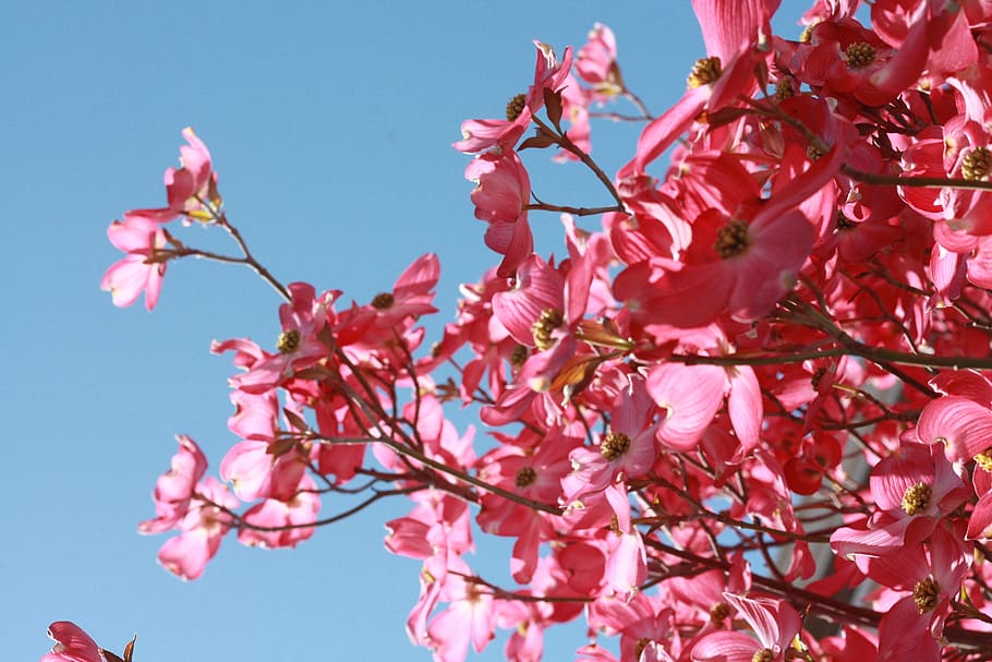 Pink Flowers Under Blue Clear Sky, bloom, blossom, branches, flora HD wallpaper