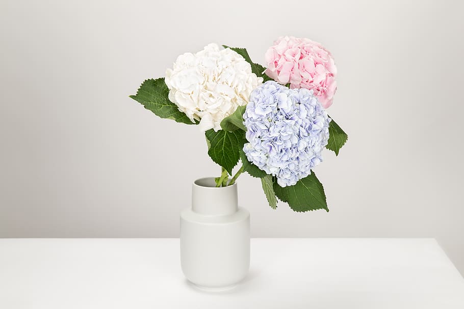 Three White, Blue, and Pink Petaled Flowers in White Vase, bloom HD wallpaper