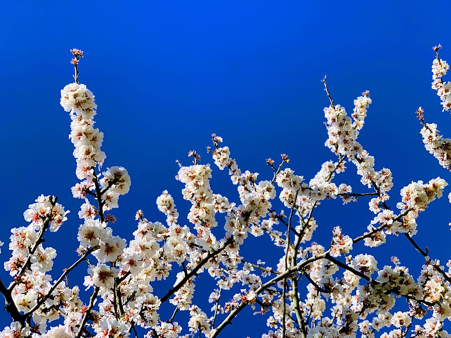 white flowers, plant, blossom, cherry blossom, greater london HD wallpaper