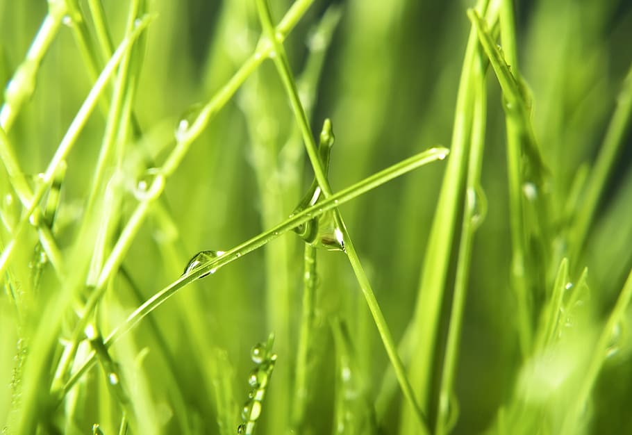 background, field, fresh, garden, grass, green, growth, herb HD wallpaper