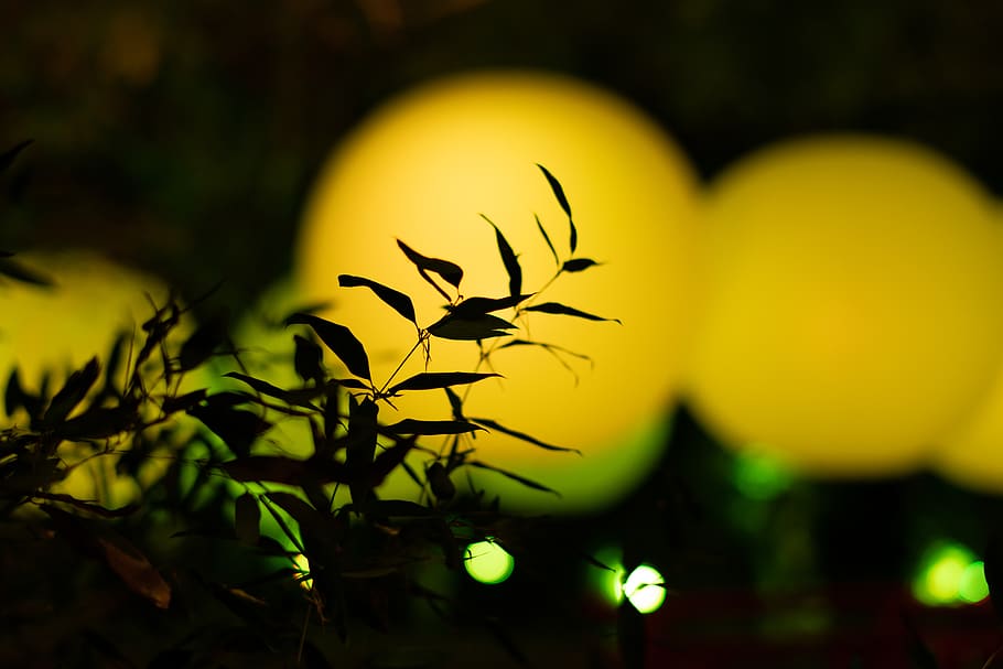 yellow, plant, flower, beauty in nature, close-up, flowering plant HD wallpaper