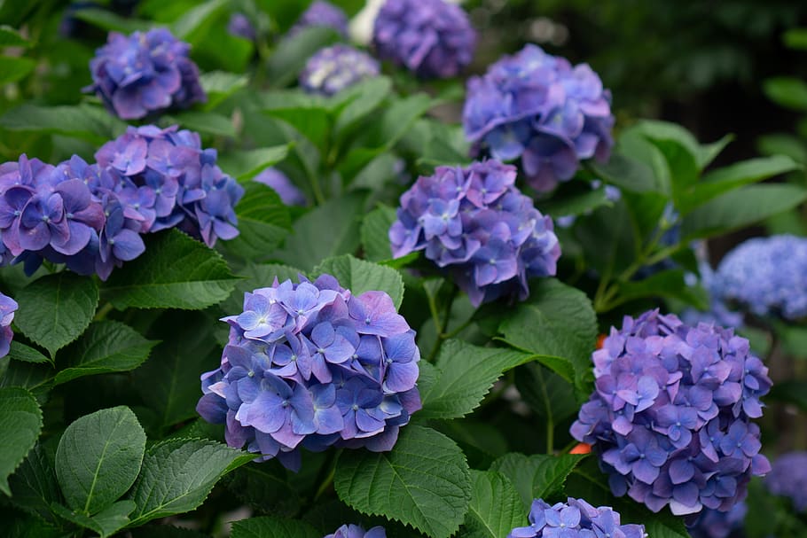 hydrangea, flower, nature, purple, summer, spring, flowering plant HD wallpaper