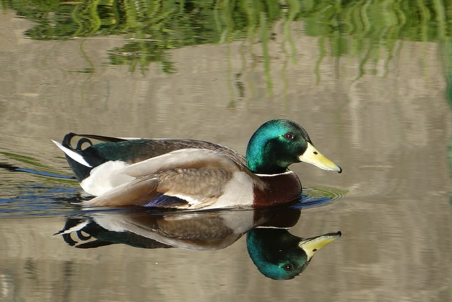 duck, zwemvogel, reflection, ditch, water, nature, bird, wings HD wallpaper