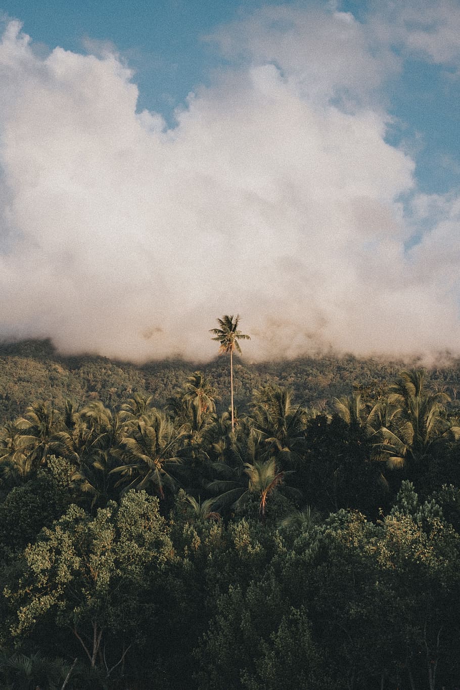 green cococnut tree, tropical, explore, savana, nature, landscape HD wallpaper