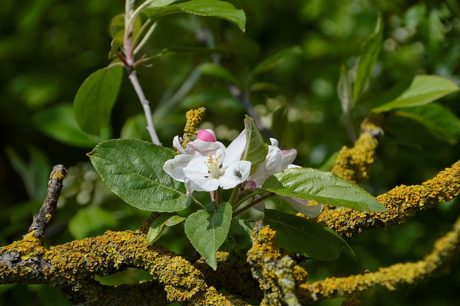tree, flower, leaf, branch, foam, nature, spring, plants, garden, HD wallpaper