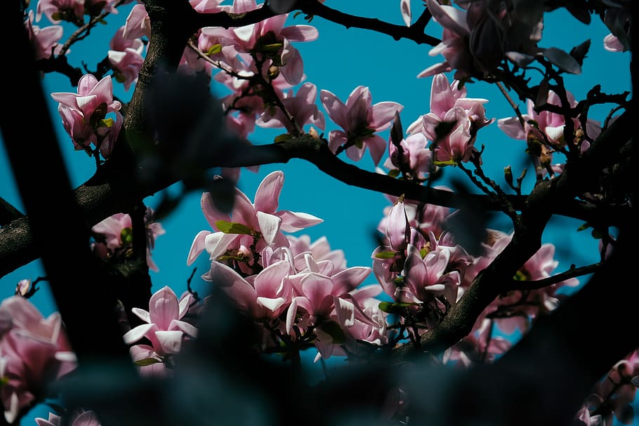 Selective Focus Photography of Pink Petaled Flowers, blooming HD wallpaper