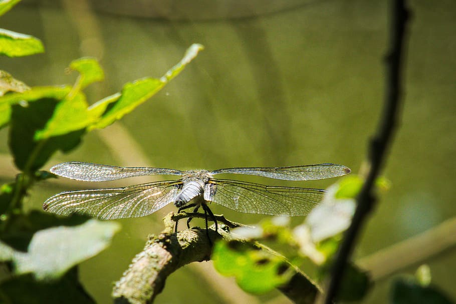macro, nature, dragonfly, bug, insect, animal, animal themes HD wallpaper