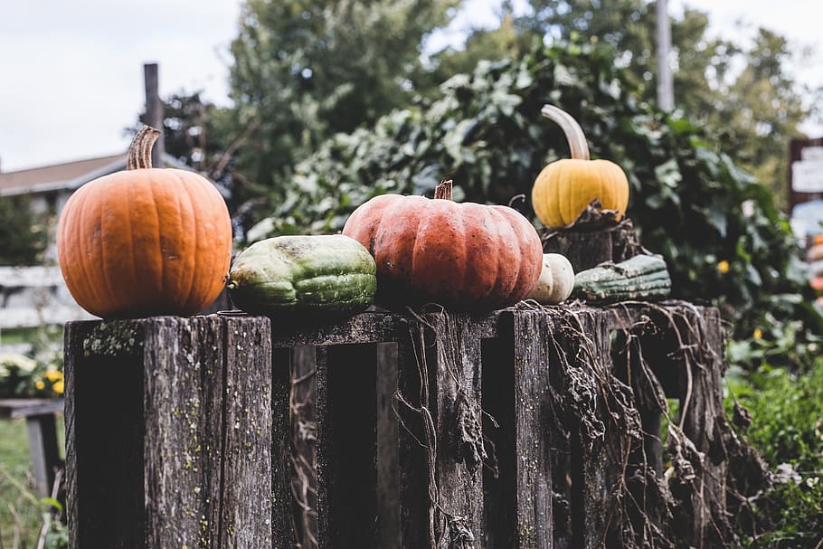 orange pumpkins, food and drink, focus on foreground, vegetable HD wallpaper