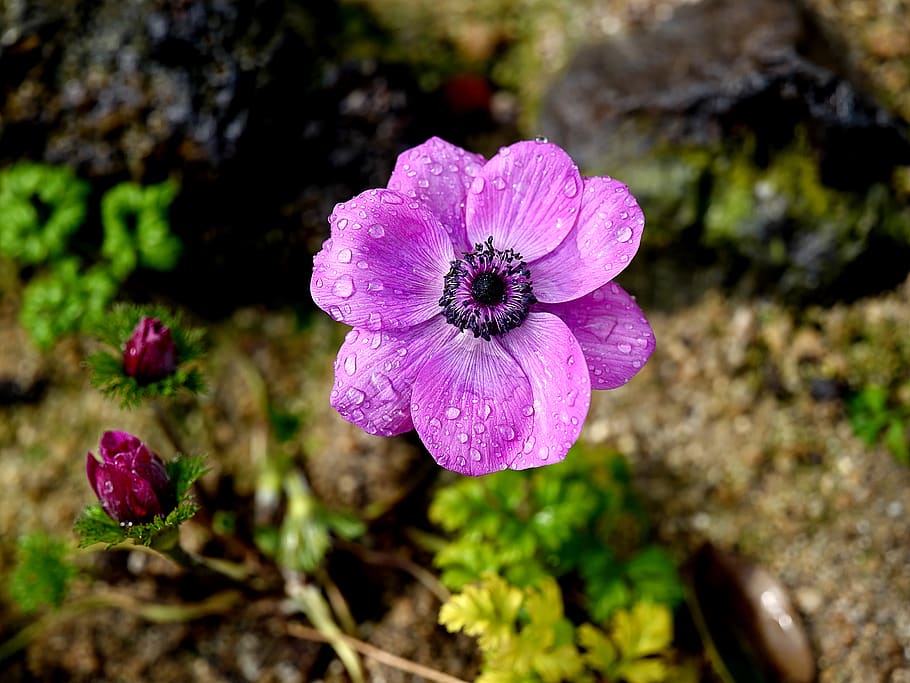 flower, nature, beautiful, spring, garden, flowers, plants HD wallpaper
