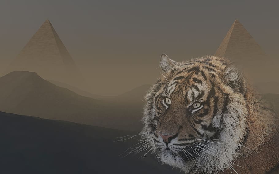 desert, storm, pyramids, dry, sand, tiger, fantasy, nature HD wallpaper