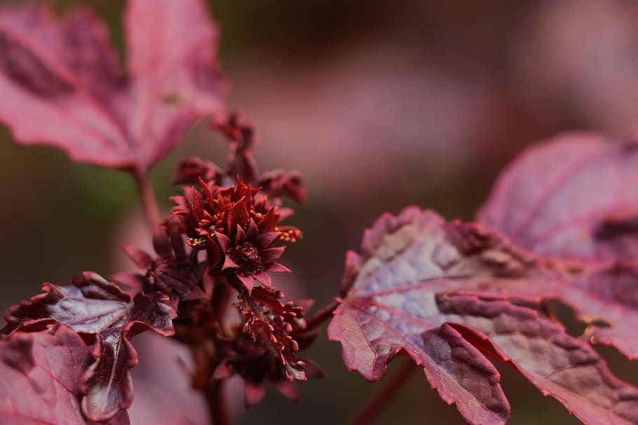 indonesia, bali, flower, red, plant, close-up, flowering plant HD wallpaper
