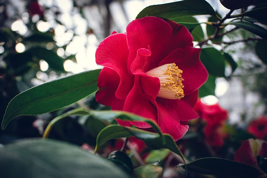 red, big, flower, leaves, landscape, nature, trees, close up HD wallpaper