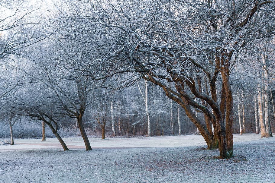 brown trees on snow field, plant, tree trunk, nature, outdoors HD wallpaper