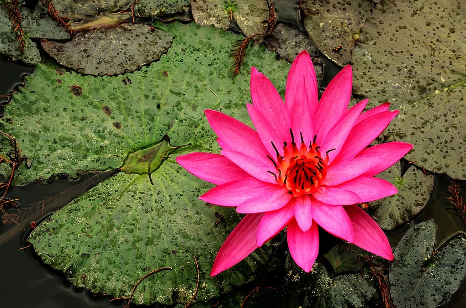 plant, flower, pond, flowering plant, petal, fragility, vulnerability HD wallpaper