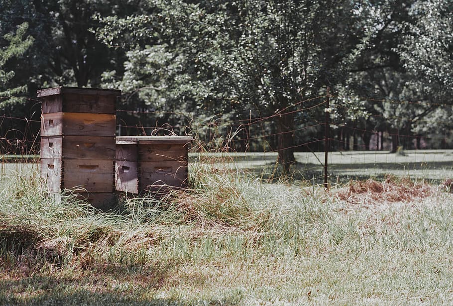 bee hive, bees, woods, farm, countryside, plant, tree, land, HD wallpaper