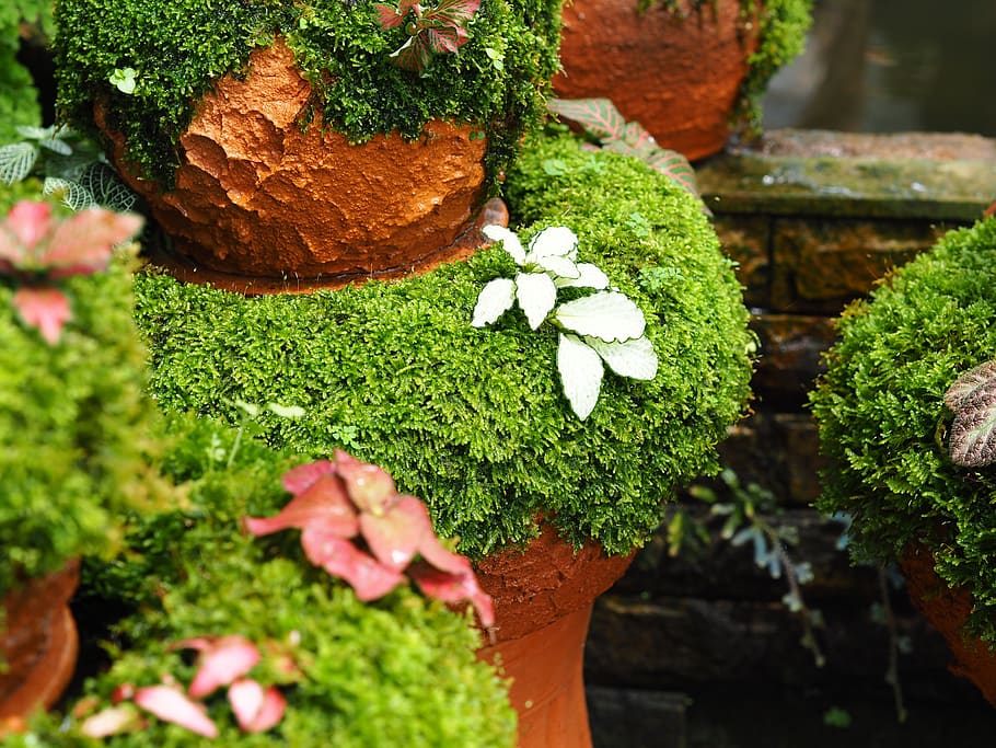 tree, flower, nature, plant, growth, green color, day, flowering plant HD wallpaper