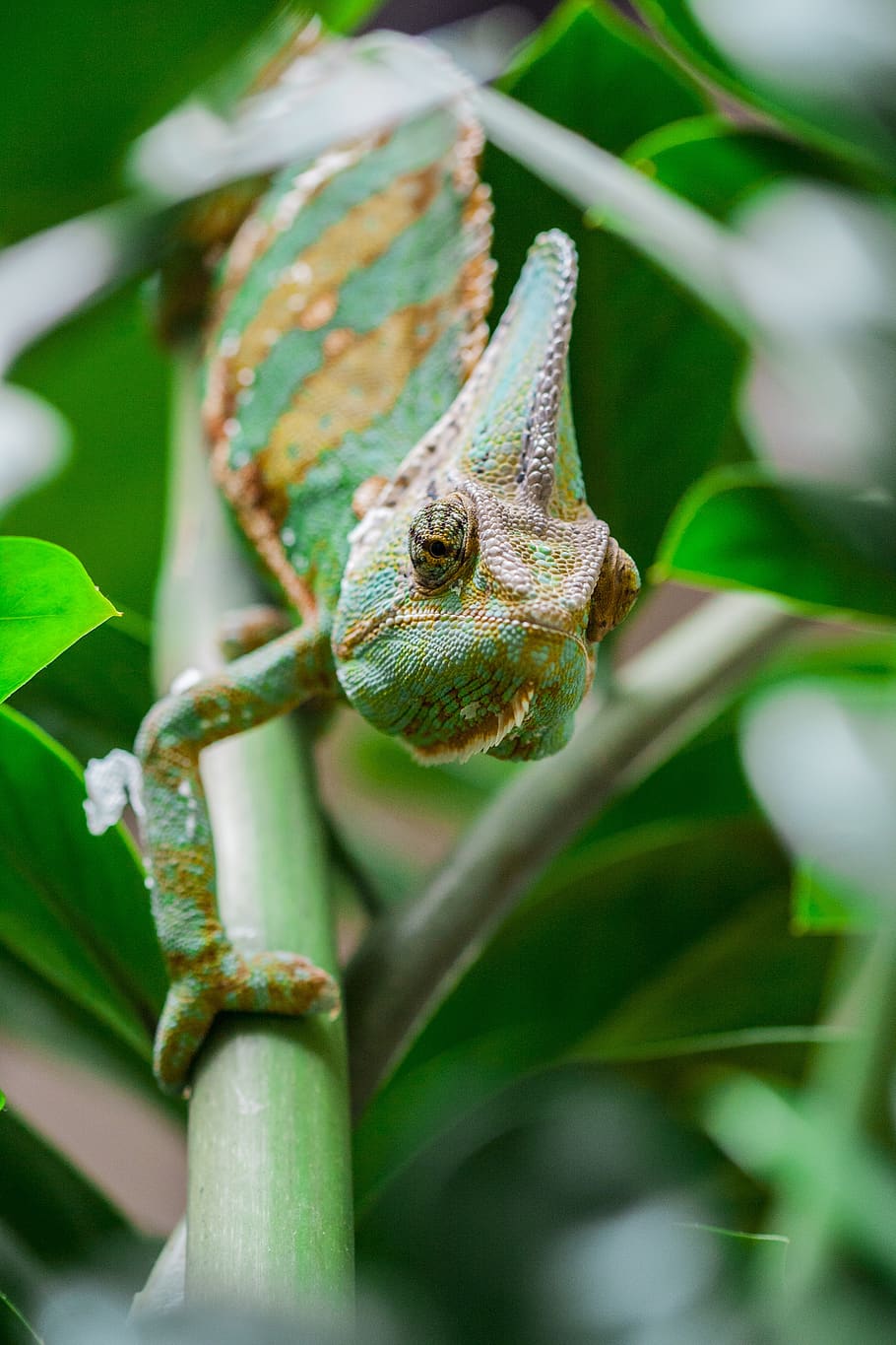 chameleon, green, animal, lizard, insectivore, nature, chamaeleonidae, HD wallpaper