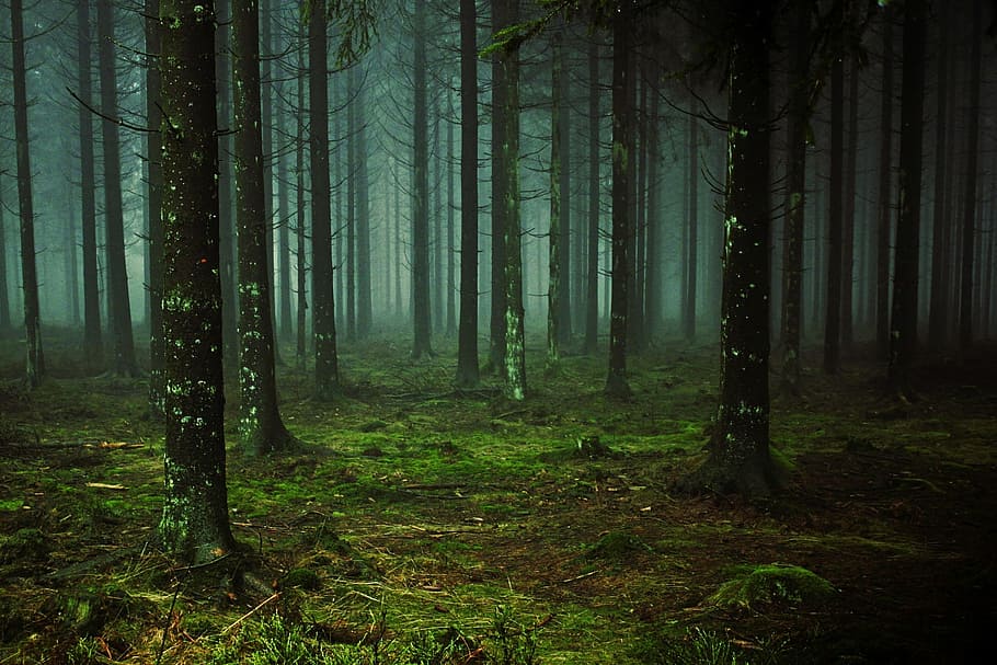 forest, jungle, plants, tree, wood, woodland, tree trunk, beauty in nature HD wallpaper