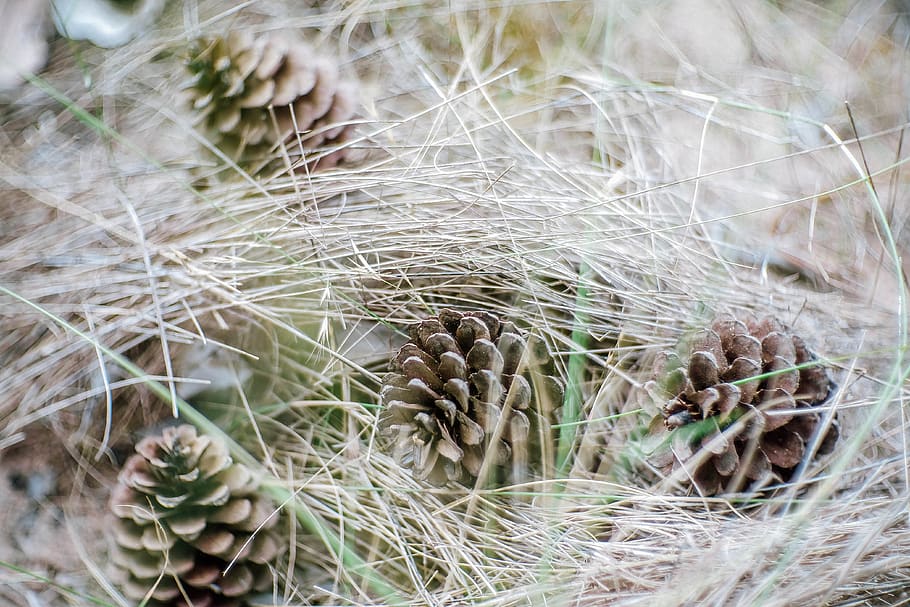 thailand, close-up, day, no people, plant, focus on foreground HD wallpaper