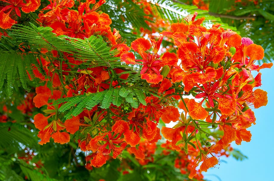 tree, bloom, summer, nature, colorful, the heyday of the, plant HD wallpaper