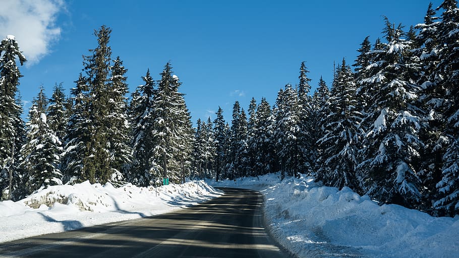 canada, pemberton, winter, trees, sky, blue, clouds, british columbia HD wallpaper