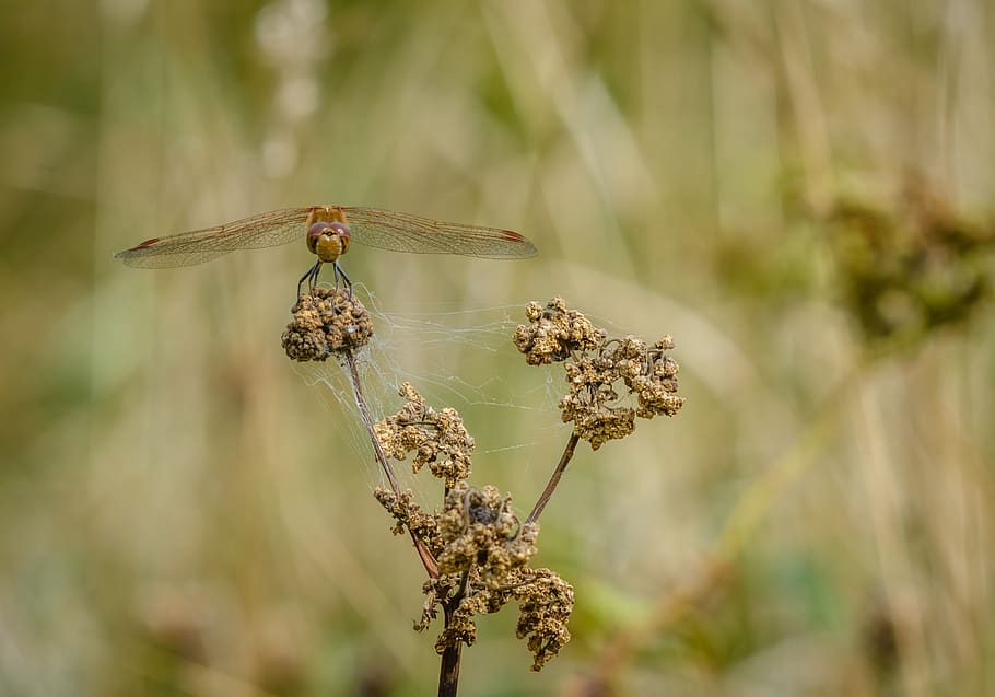 insect, dragonfly, nature, wings, 4 spot chaser, plant, focus on foreground HD wallpaper