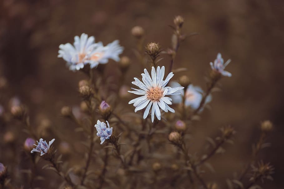 flower, white, blümchene, small, plant, blossom, bloom, close up HD wallpaper