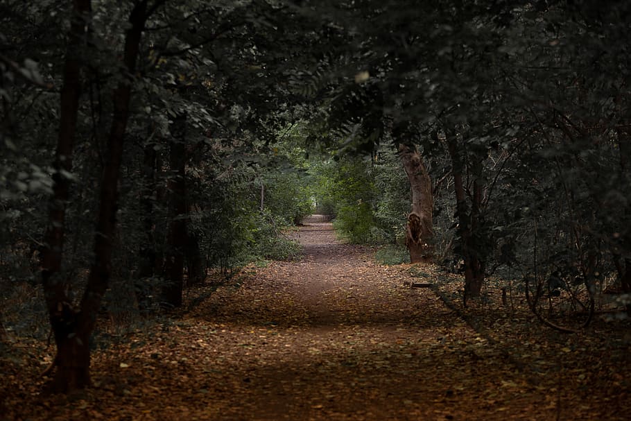 Empty Pathway in Between Trees, daylight, environment, fallen leaves HD wallpaper