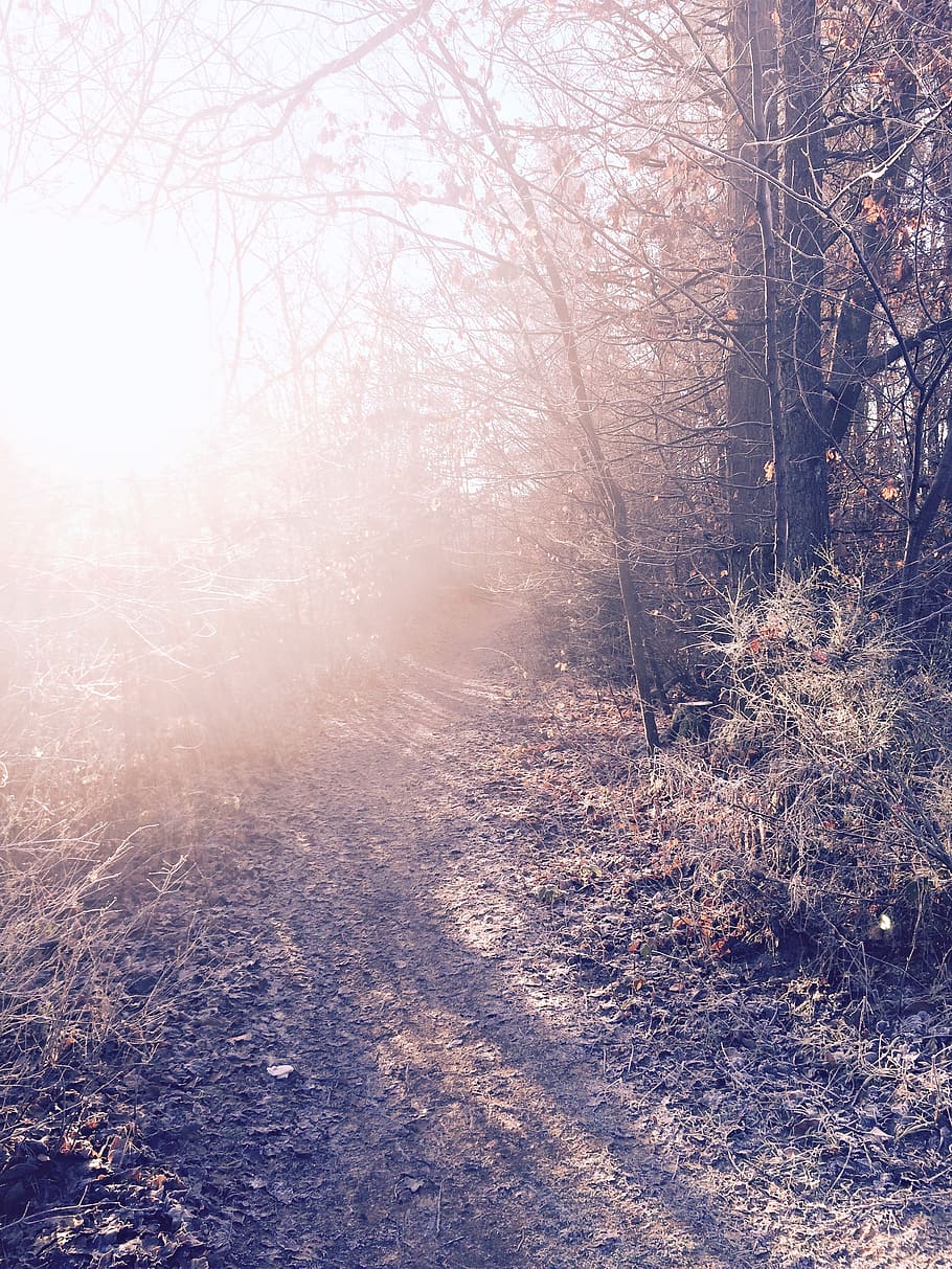 germany, tree, plant, land, forest, nature, winter, no people HD wallpaper