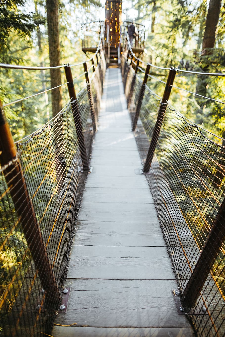 bridge near trees, forest, capilano bridge park, suspension bridge, HD wallpaper