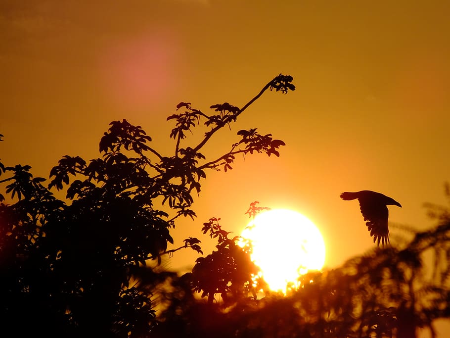 india, coimbatore, sunset, bird, tree, animal themes, sky, silhouette HD wallpaper