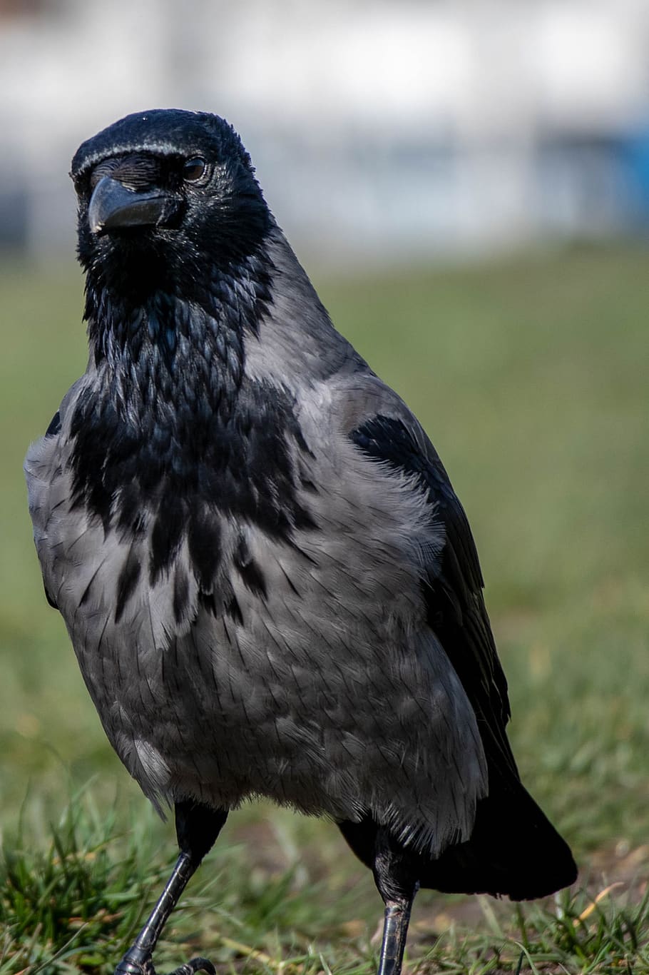 bird, bill, crow, plumage, black, animal, animal themes, vertebrate HD wallpaper