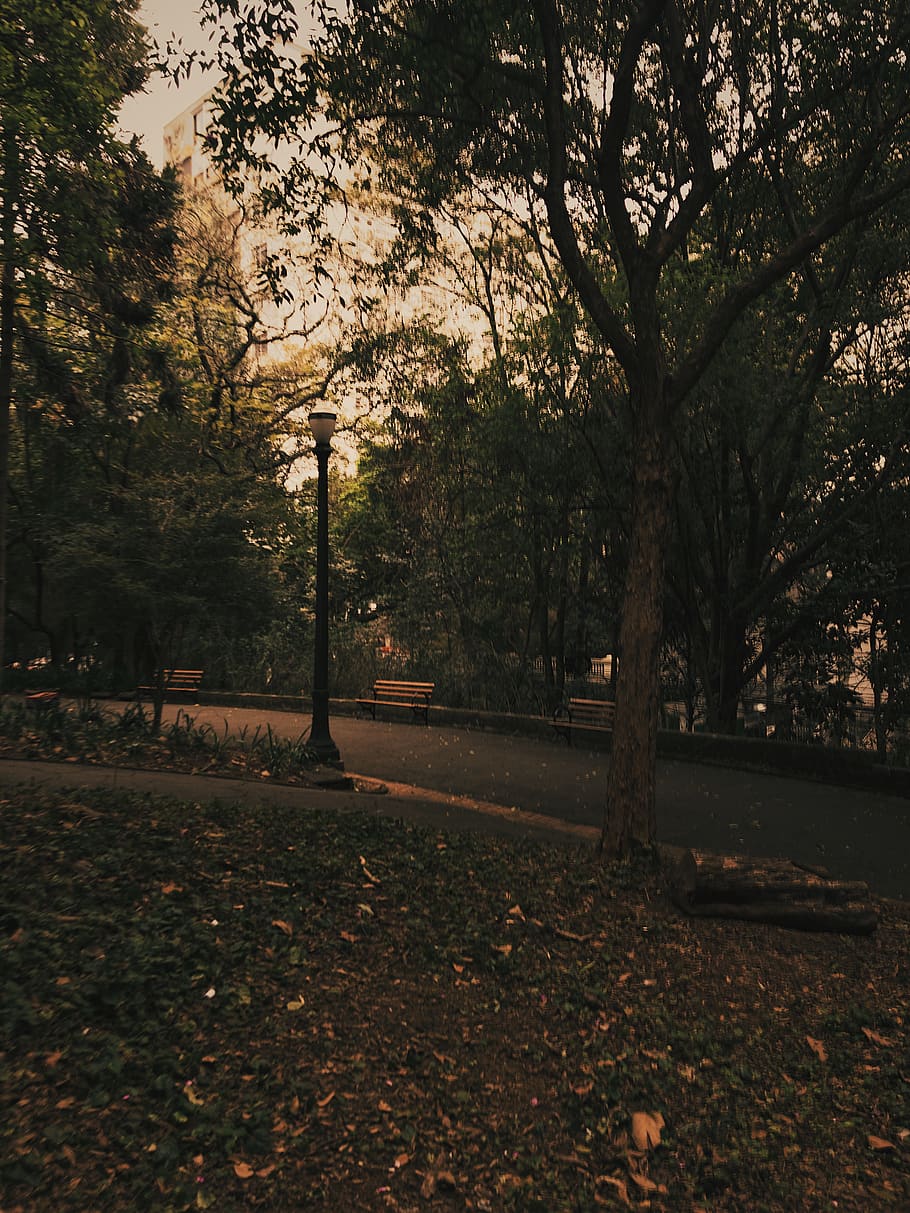 Photo of Trees in Park, benches, branches, environment, fallen leaves HD wallpaper
