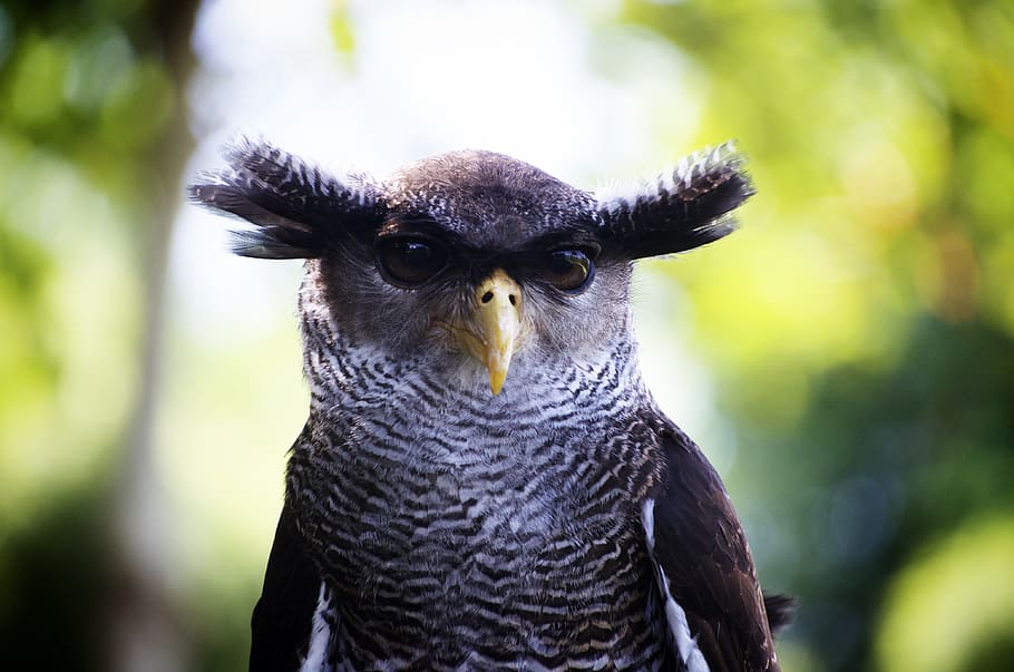 Brown Owl on Selective Focus Photography, animal, close up, one animal HD wallpaper