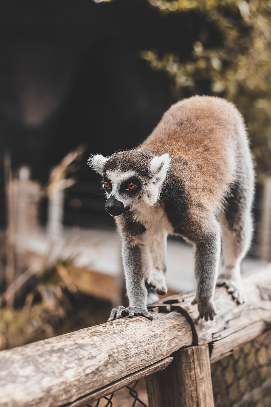 lemur on bridge rail, animal, monkey, mammal, wildlife, madagascar HD wallpaper